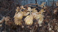 Humulus lupulus