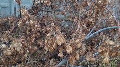 Humulus lupulus