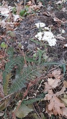 Achillea millefolium