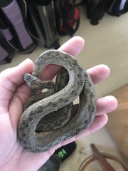 Tropidophis melanurus