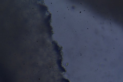 Mycena arcangeliana