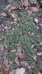 Galium humifusum