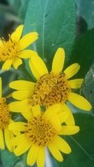 Ochraethes pollinosus