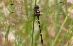 Eusynthemis tillyardi
