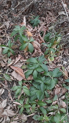Magnoliopsida