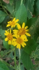 Ochraethes pollinosus