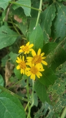 Ochraethes pollinosus