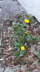 Calendula officinalis