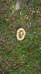 Ganoderma martinicense