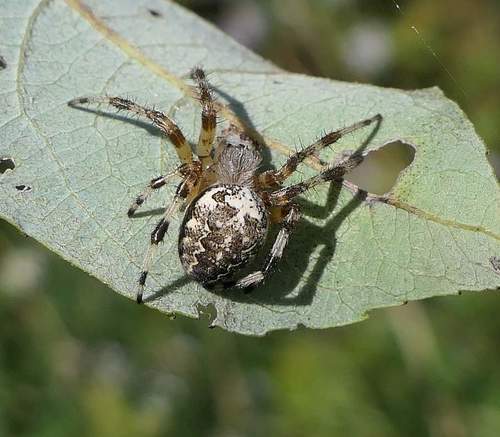 Marbled orbweaver