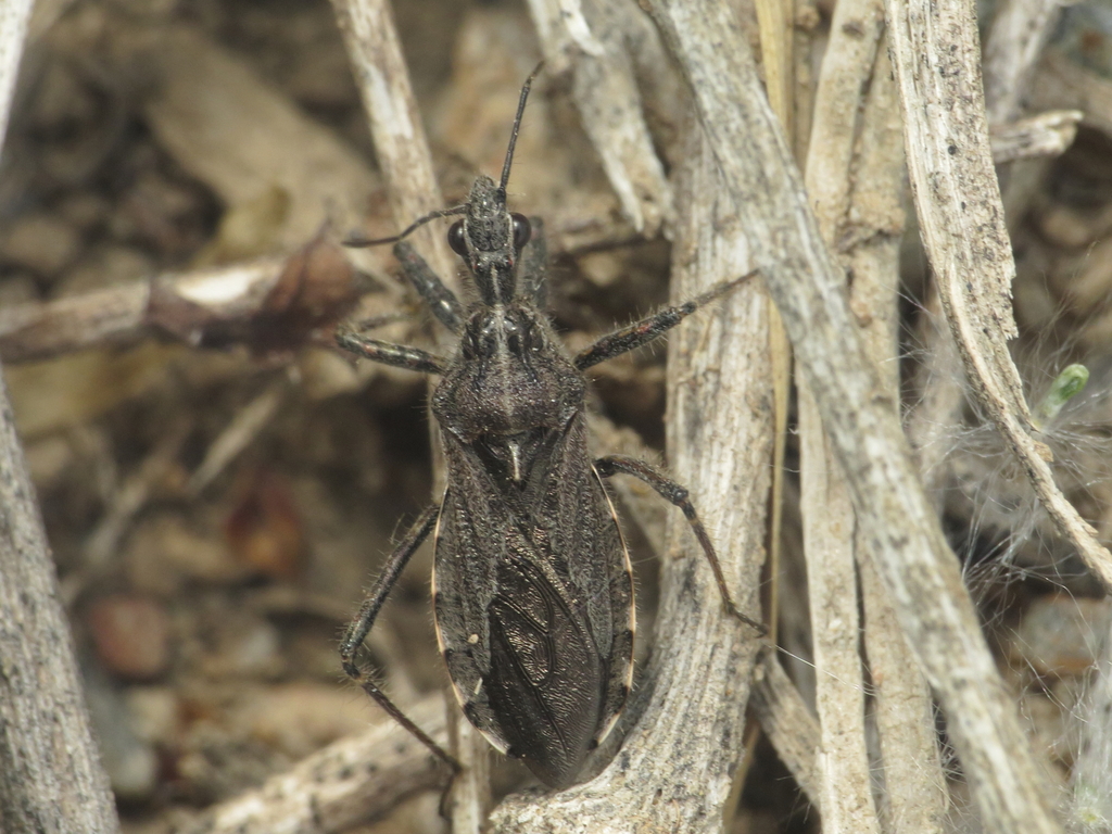 Coranus pericarti