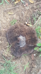 Ganoderma martinicense