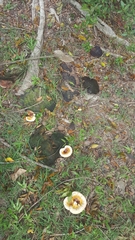 Ganoderma martinicense