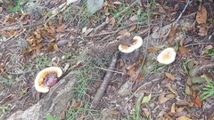 Ganoderma martinicense