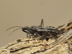 Coranus pericarti