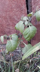 Solanum nigrum