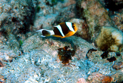 Amphiprion tricinctus