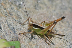 Pachytrachis gracilis