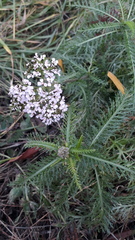 Achillea millefolium
