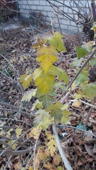 Crataegus