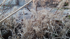 Setaria viridis