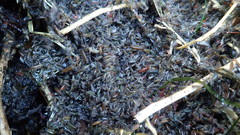 Traskorchestia traskiana