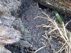 Traskorchestia traskiana