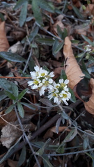 Berteroa incana