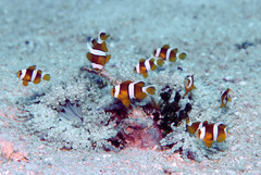 Amphiprion tricinctus