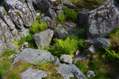 Athyrium distentifolium