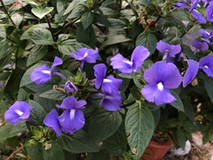 Achetaria azurea