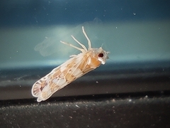 Kamendaka