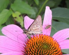 Amblyscirtes reversa