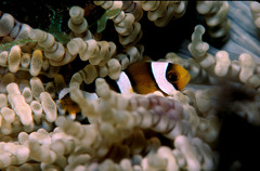 Amphiprion tricinctus