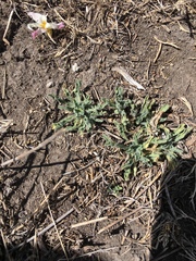 Laennecia artemisiifolia