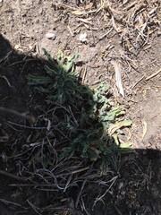 Laennecia artemisiifolia