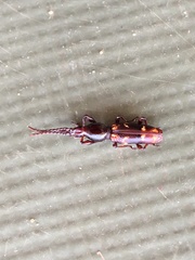 Arrhenodini