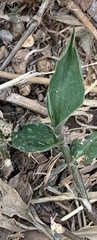 Amischotolype hispida