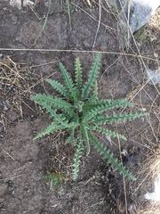 Phacelia pinnatifida
