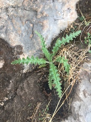 Phacelia pinnatifida