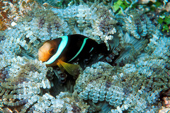 Amphiprion tricinctus