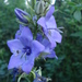 Campanula alata - Photo (c) Rebbas, some rights reserved (CC BY-NC), uploaded by Rebbas