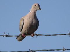 Streptopelia decaocto