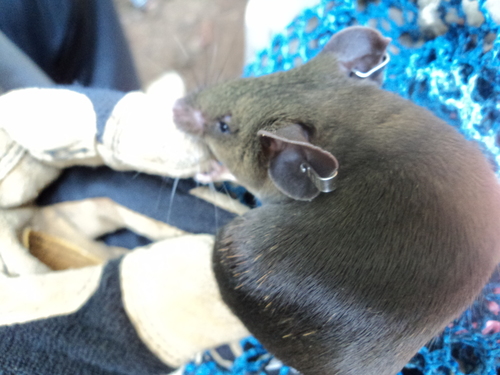 Woosnam's Brush-furred Rat (Lophuromys woosnami) — Least Concern Mammalia