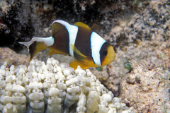Amphiprion tricinctus
