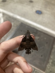 Macroglossum pyrrhosticta