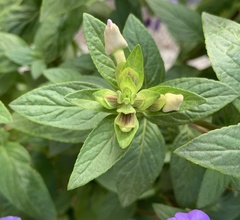 Achetaria azurea