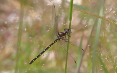 Eusynthemis tillyardi