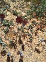Porophyllum linifolium