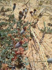 Porophyllum linifolium